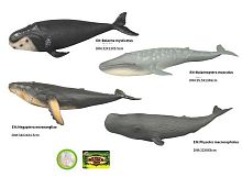 Морские животные (Q 9899-581) 4 вида